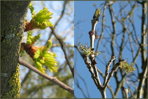 Treibt die Eiche vor der Esche ... (2011)
