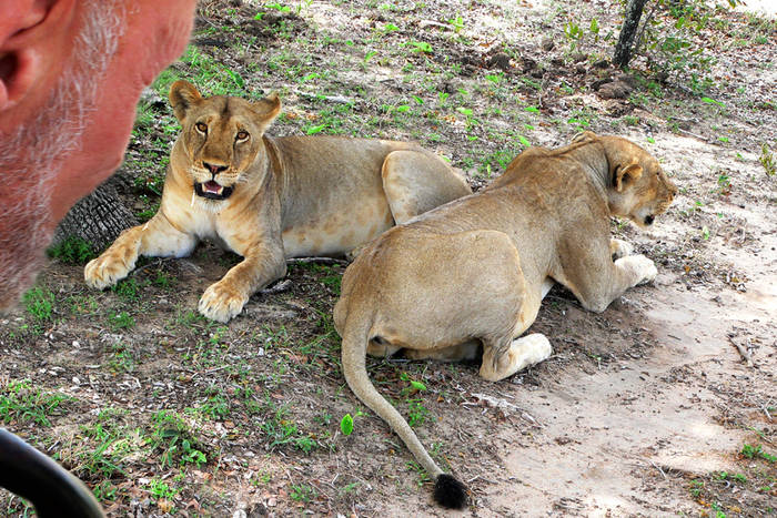 Treichelzoo, oder hoffentlich nicht dinner for two