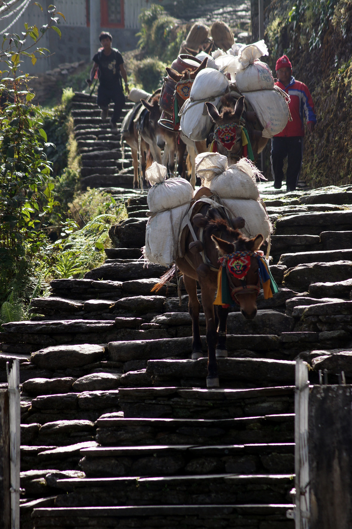 Trek zum Annapurna Basecamp 7