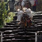 Trek zum Annapurna Basecamp 7