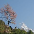 Trekkers to Mt. Fishtail