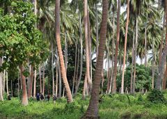 Trekking auf der Insel Malekula-Vanuatu