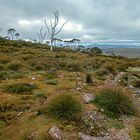 Trekking in the Cradle Mountain