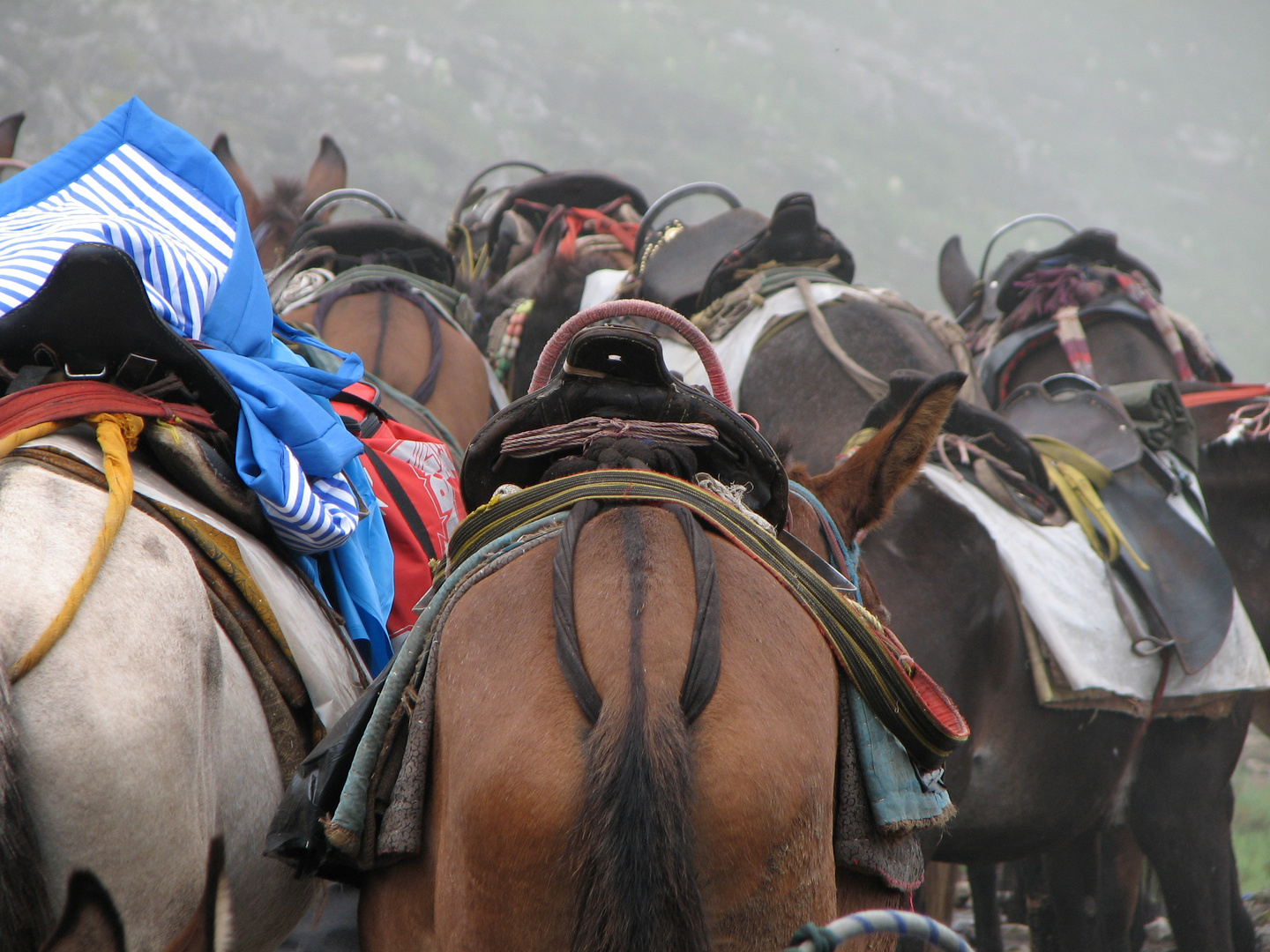 trekking on a mule