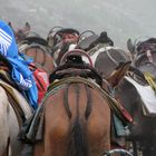 trekking on a mule