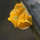 Tremella aurantia oder T.mesenterica