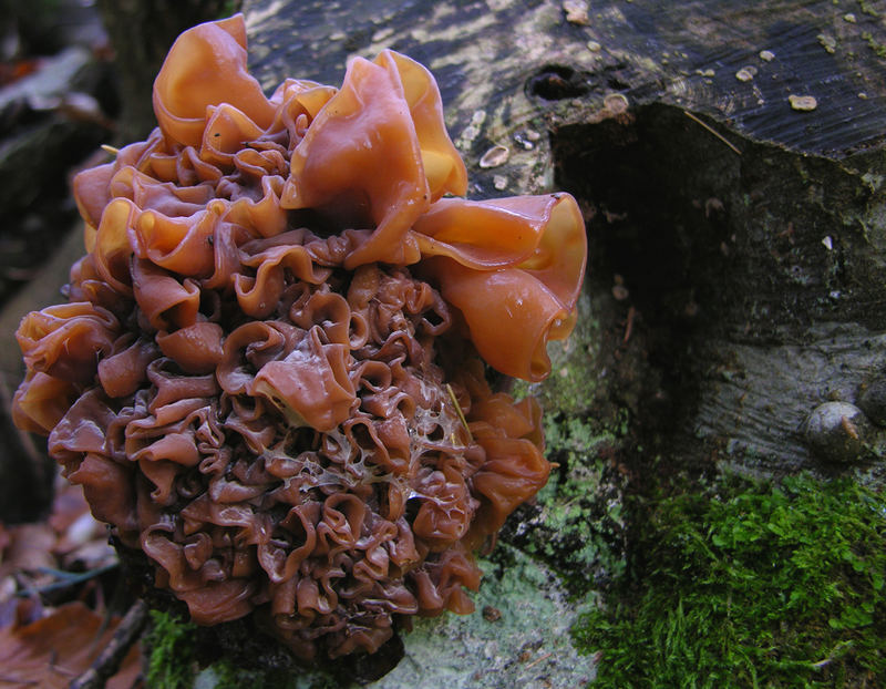 Tremella foliacea