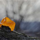 -tremella mesenterica-