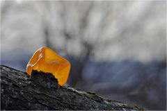 -tremella mesenterica-