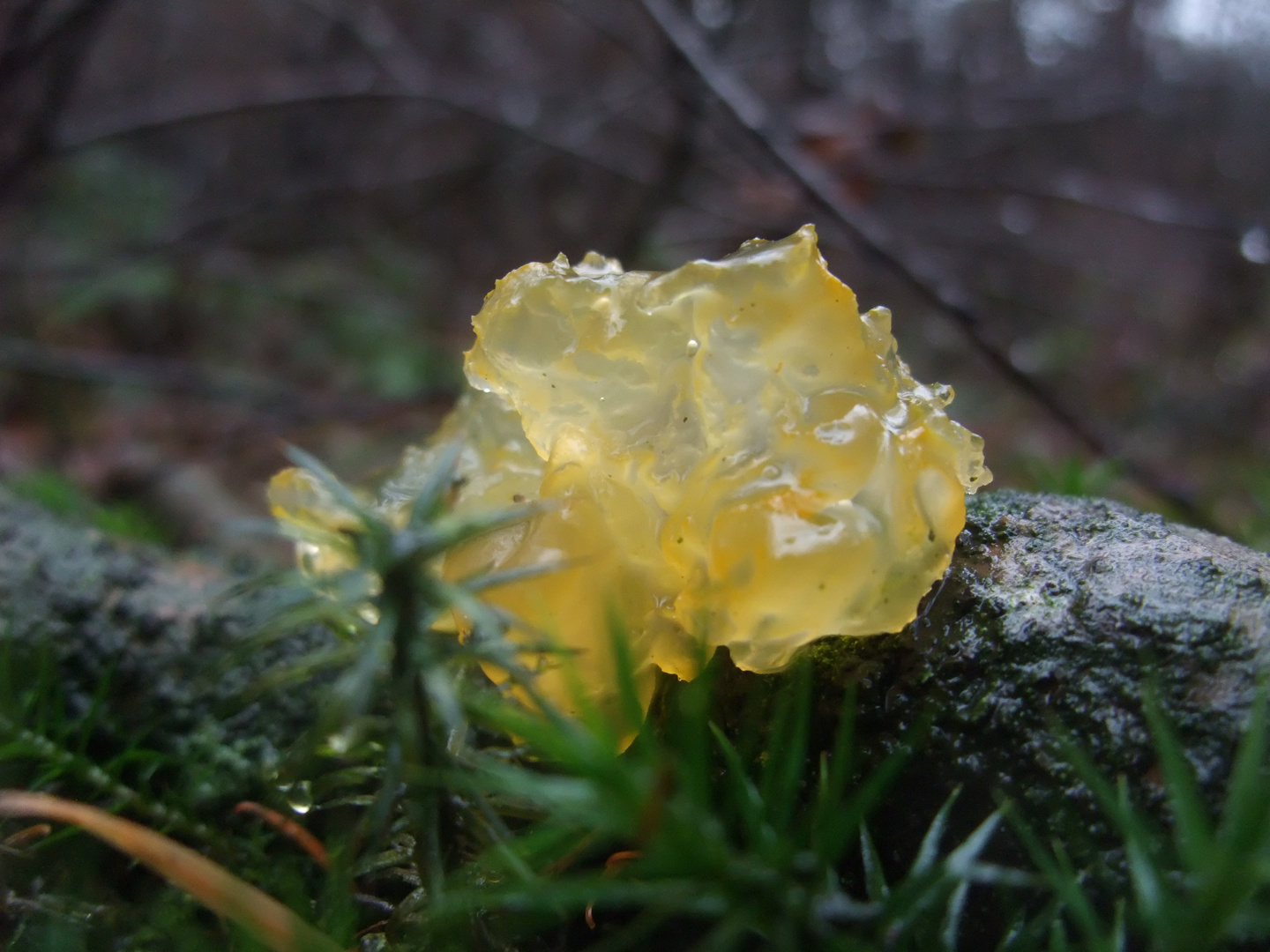 Tremella msenterica