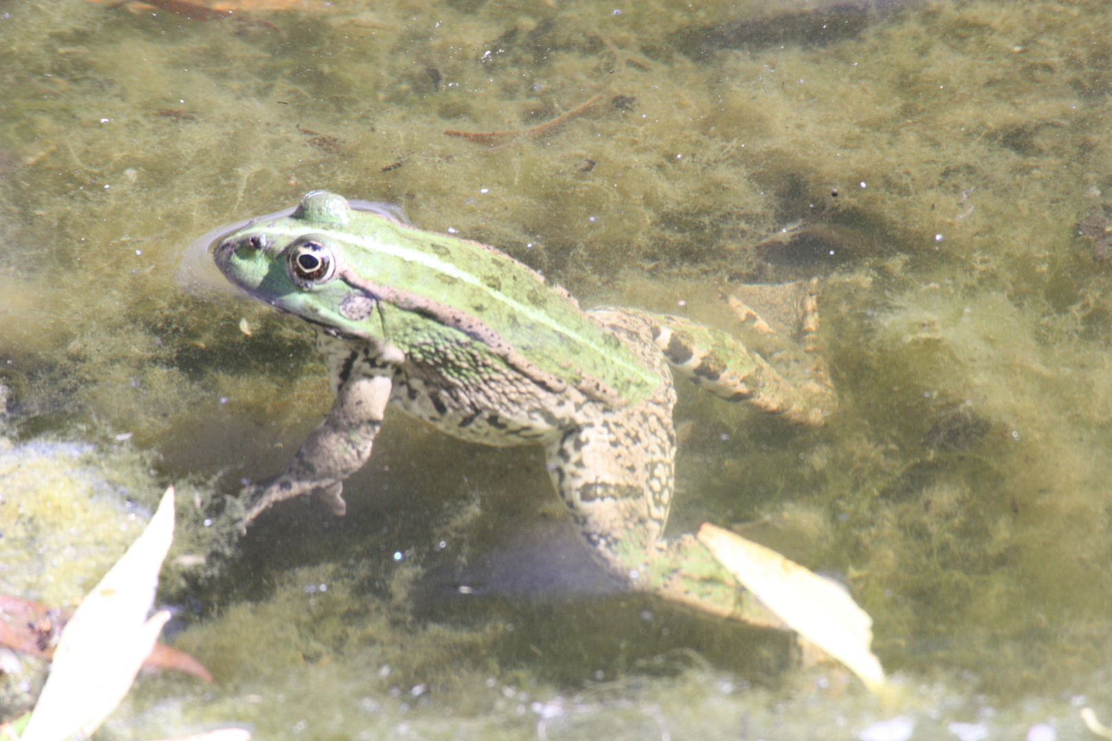 trempette en eau calme