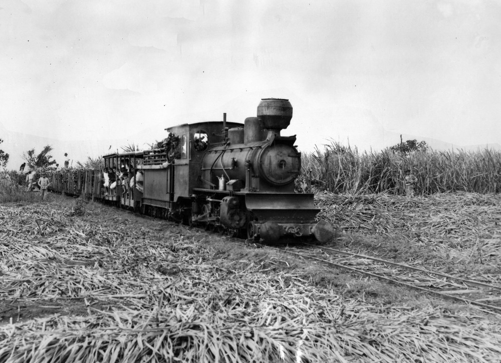 Tren transportando caña dulce para el ingenio.