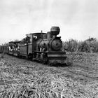 Tren transportando caña dulce para el ingenio.