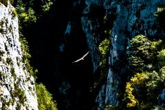 Trencalòs / Bearded vulture