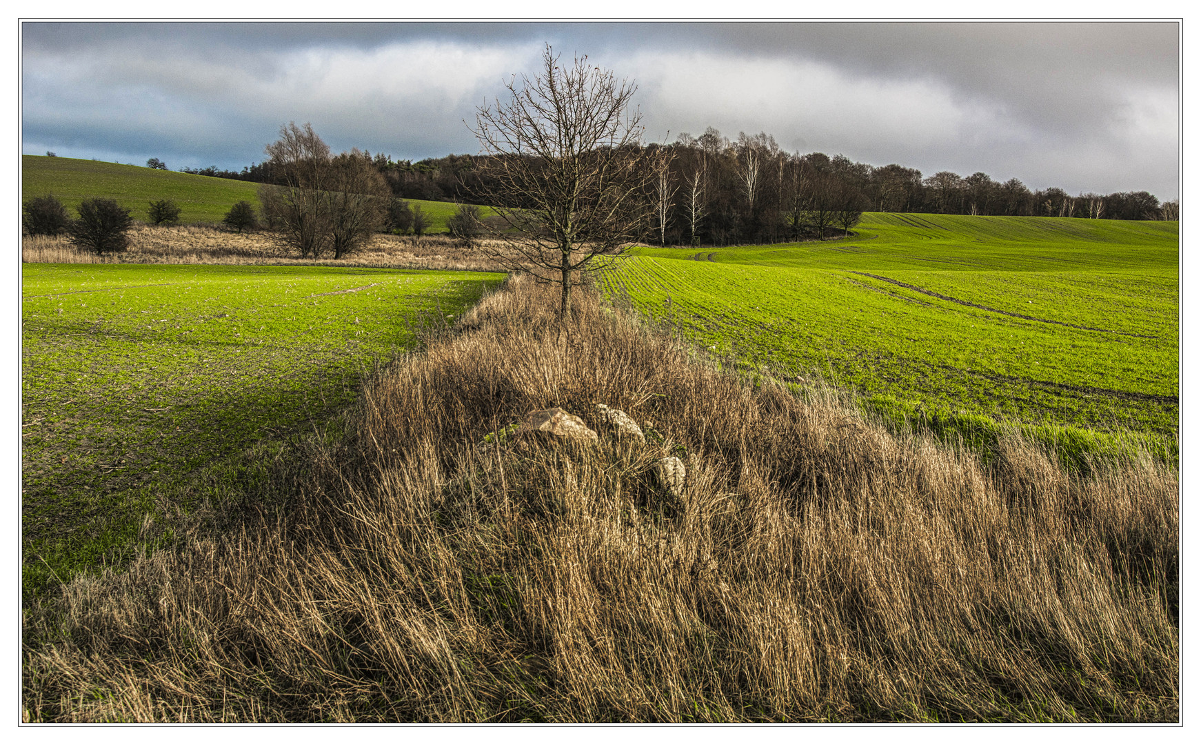 Trennstreifen mit Baum