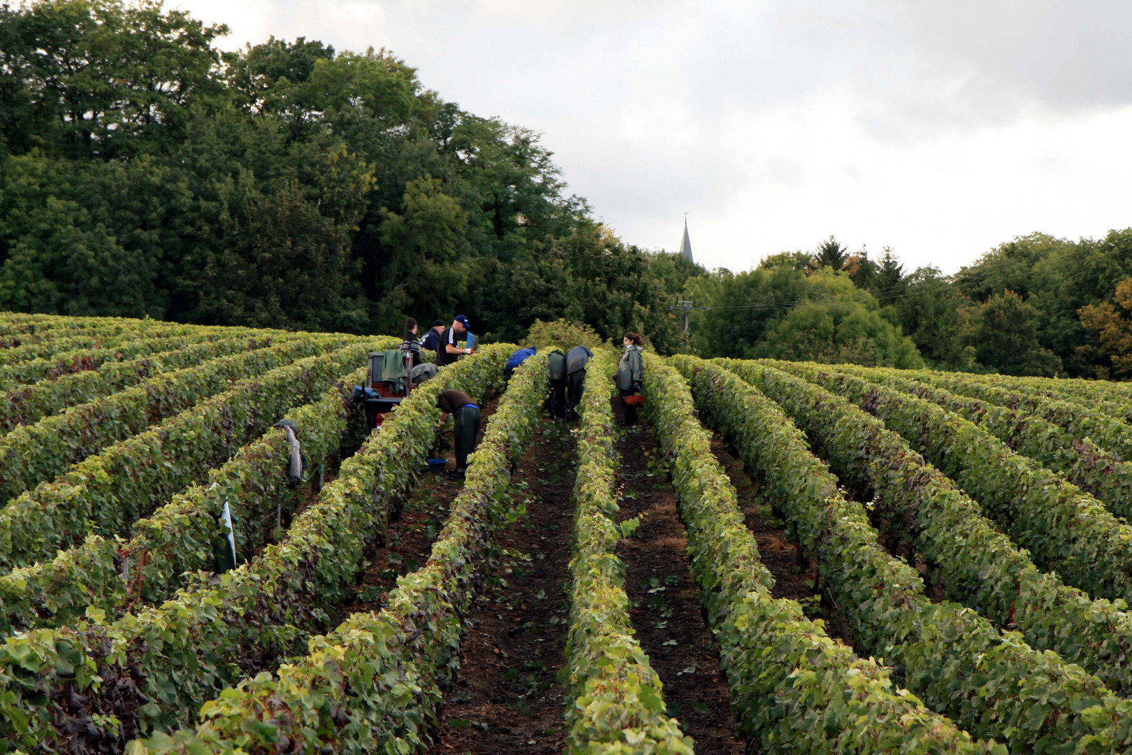 TREPAIL cote des blancs 