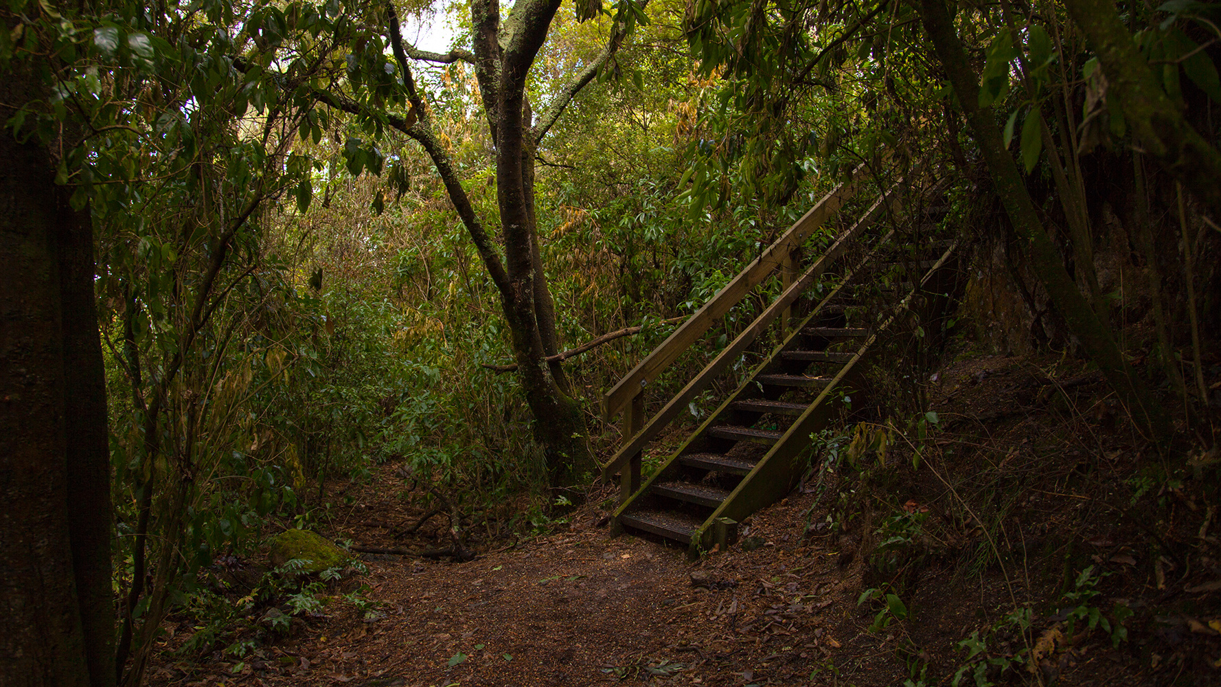 Treppchen im Wald