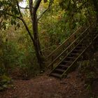 Treppchen im Wald