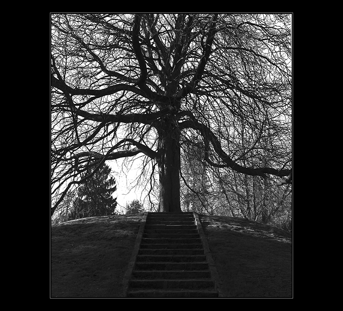 Treppe-Baum