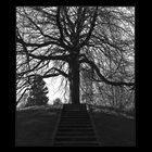 Treppe-Baum