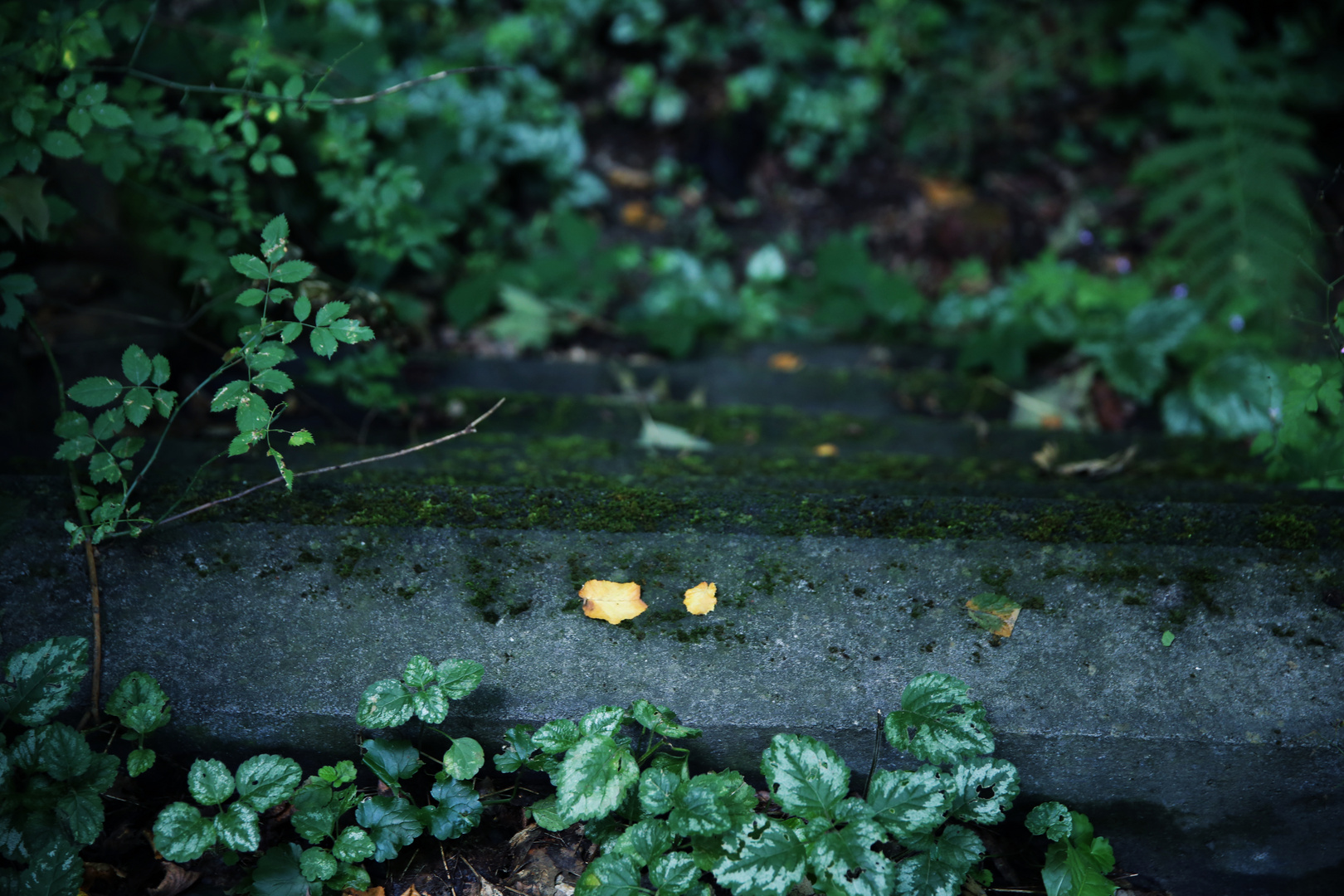 Treppe der Natur