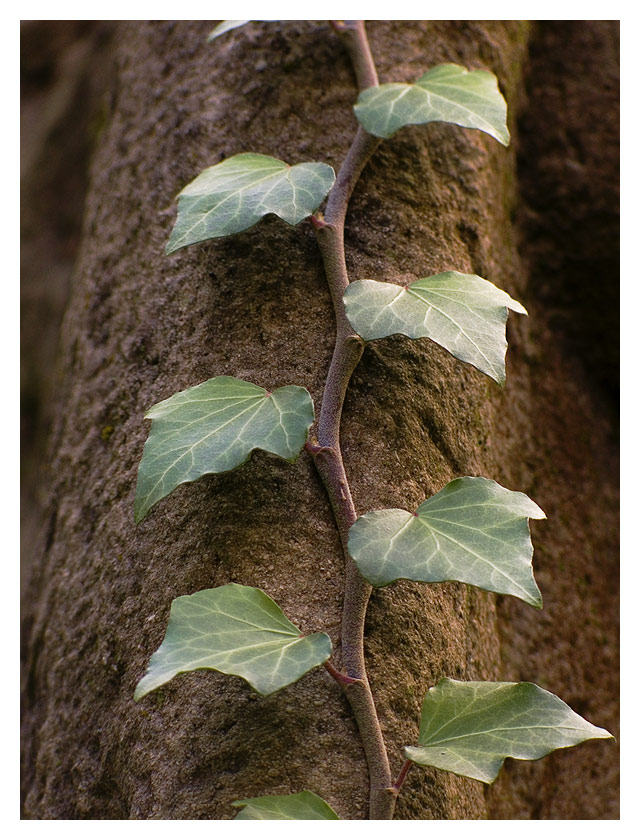 Treppe der Natur