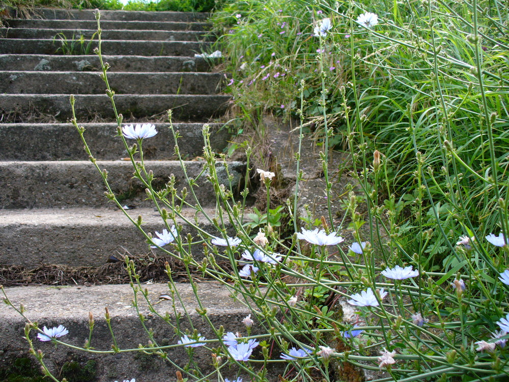 treppe im grünen