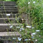 treppe im grünen