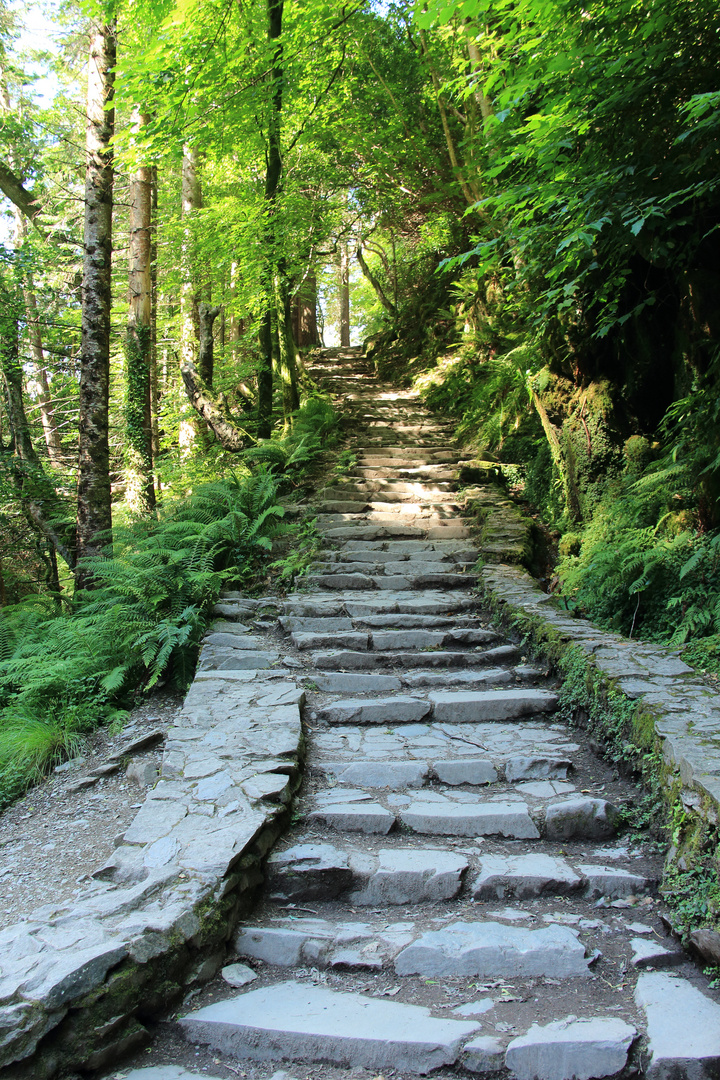 Treppe im Killarney National Park, Irland