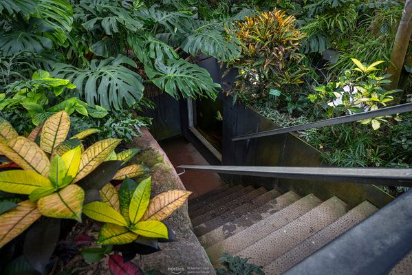 Treppe im Pflanzenschauhaus