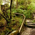 ***Treppe im Wald***