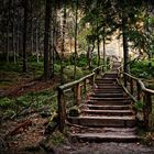 Treppe im Wald