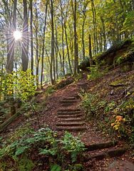 Treppe im Wald