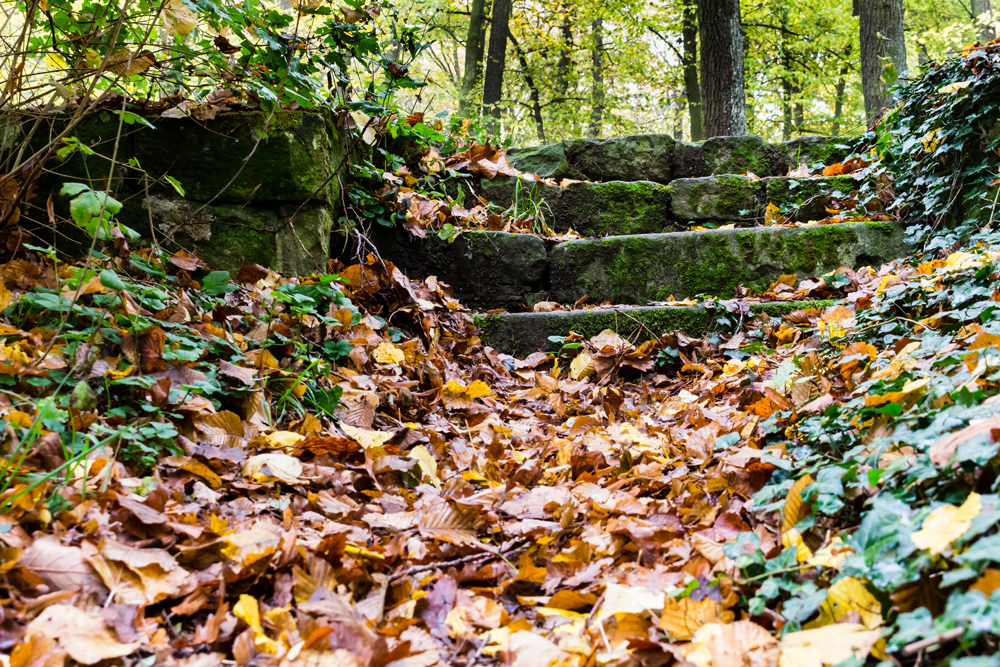 Treppe im Wald