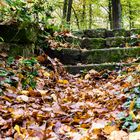 Treppe im Wald