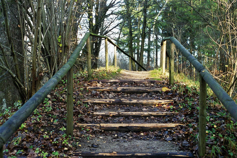 Treppe im Wald