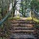 Treppe im Wald