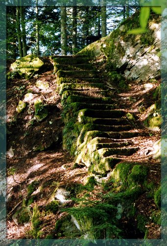 Treppe im Wald