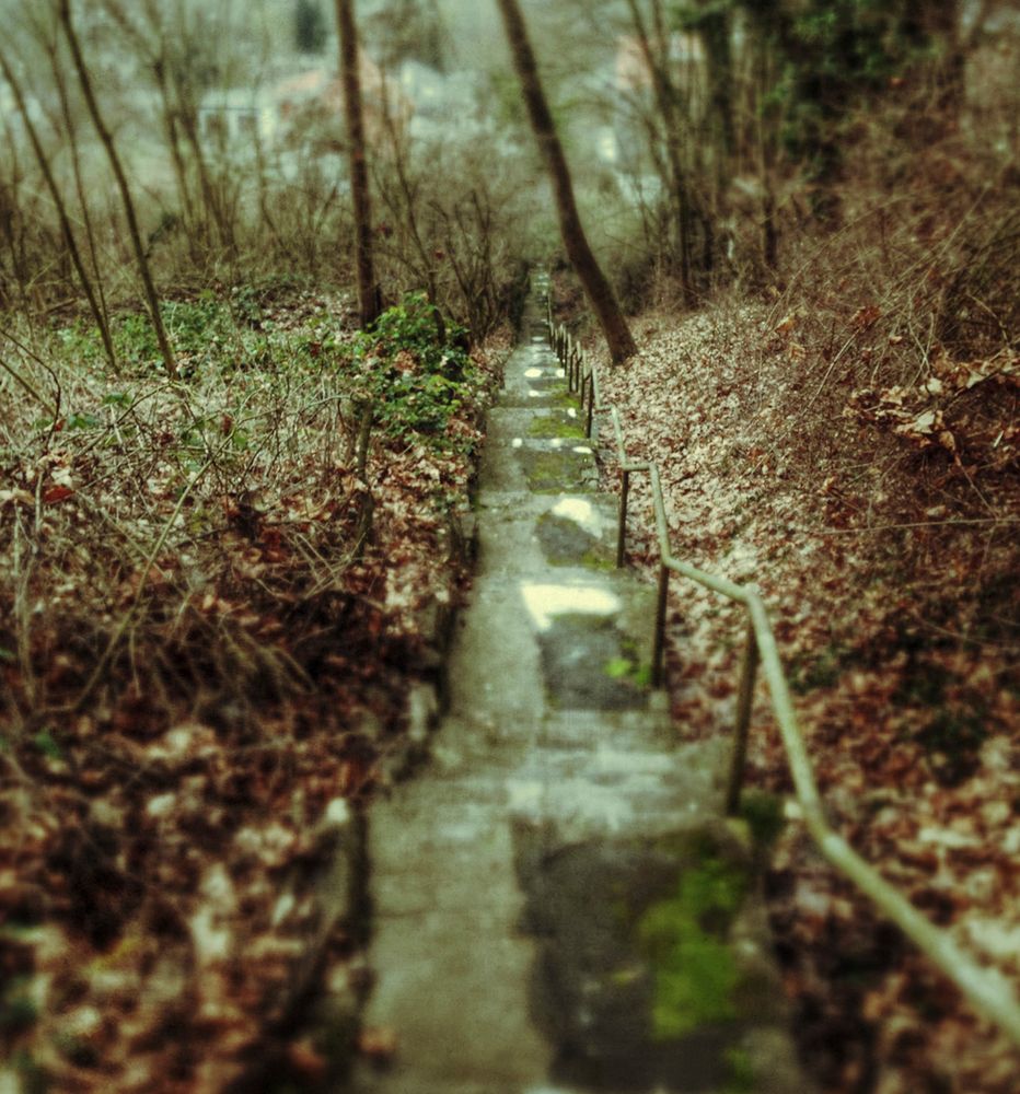 Treppe im Wald