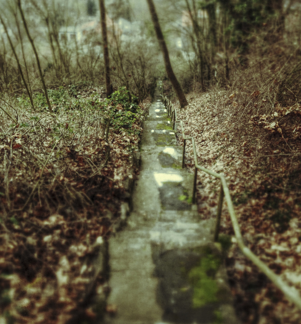 Treppe im Wald