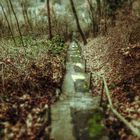 Treppe im Wald