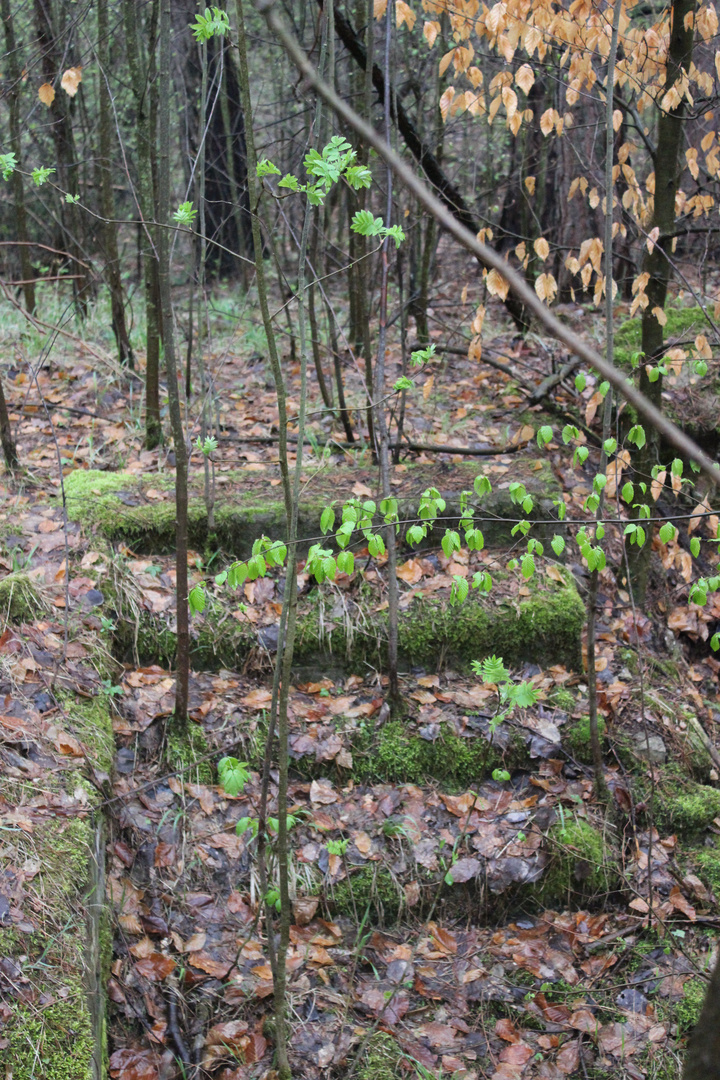 Treppe im Wald