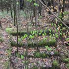 Treppe im Wald