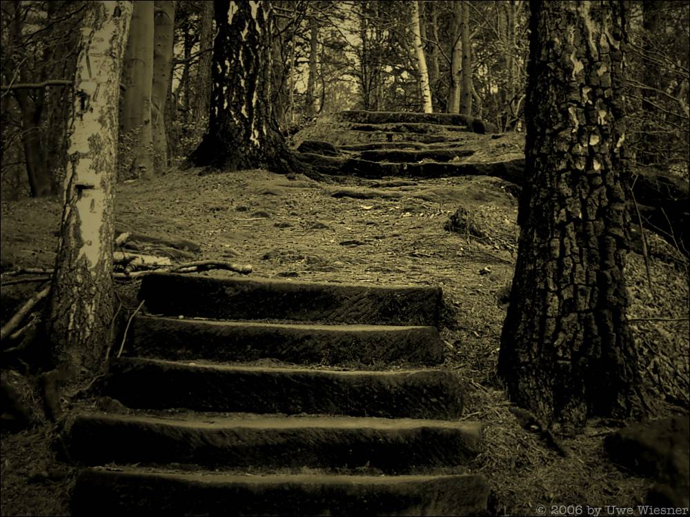 Treppe im Wald