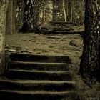 Treppe im Wald