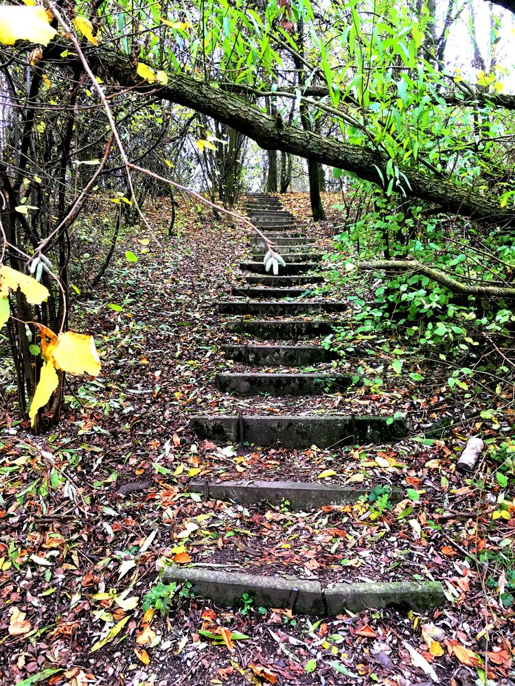 Treppe im Wald