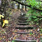 Treppe im Wald