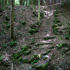 Treppe im Wald