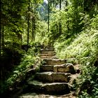 Treppe im Wald