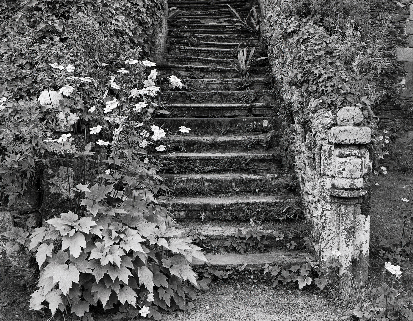 Treppe mit Anemonen